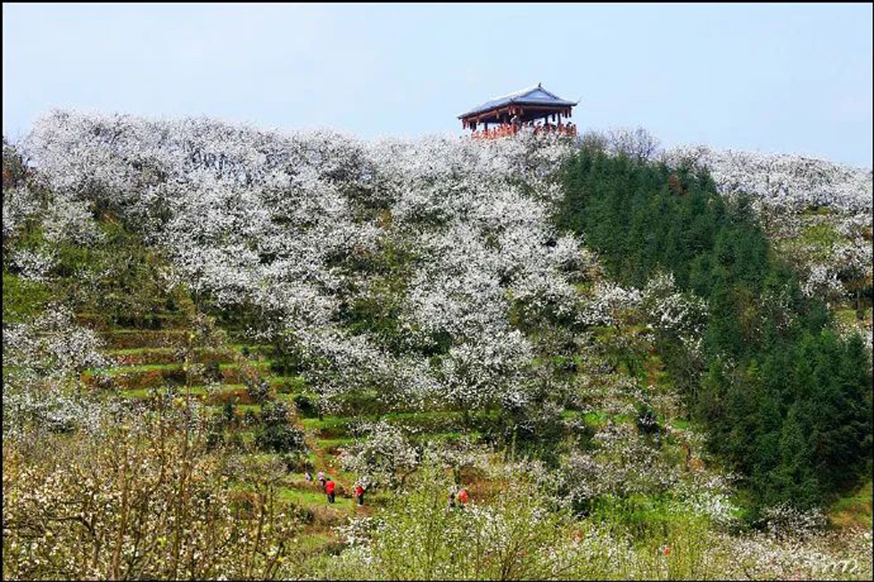 【春天，广西桂林灌阳县向您发出邀请！】我们在灌阳看梨花 - 游山玩水 - 湛江生活社区 - 湛江28生活网 zhanjiang.28life.net
