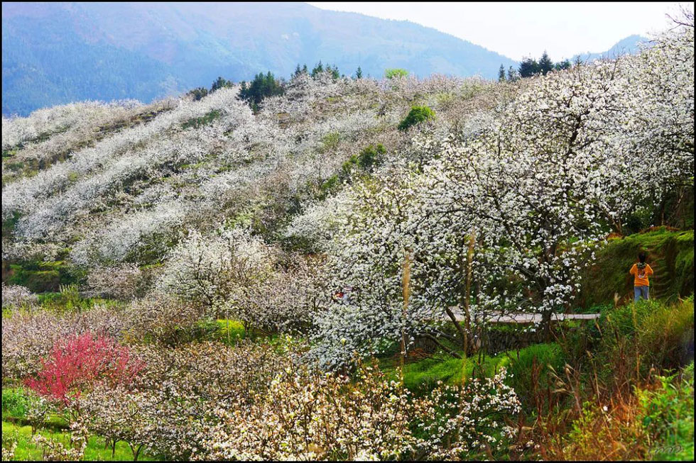 【春天，广西桂林灌阳县向您发出邀请！】我们在灌阳看梨花 - 游山玩水 - 湛江生活社区 - 湛江28生活网 zhanjiang.28life.net