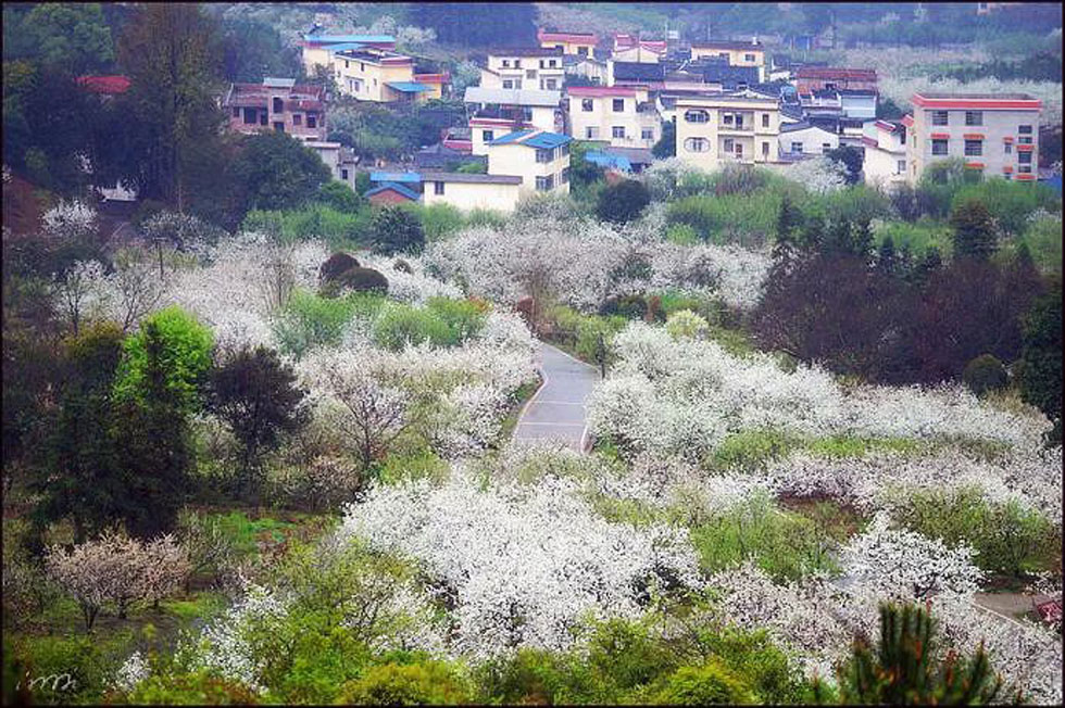 【春天，广西桂林灌阳县向您发出邀请！】我们在灌阳看梨花 - 游山玩水 - 湛江生活社区 - 湛江28生活网 zhanjiang.28life.net