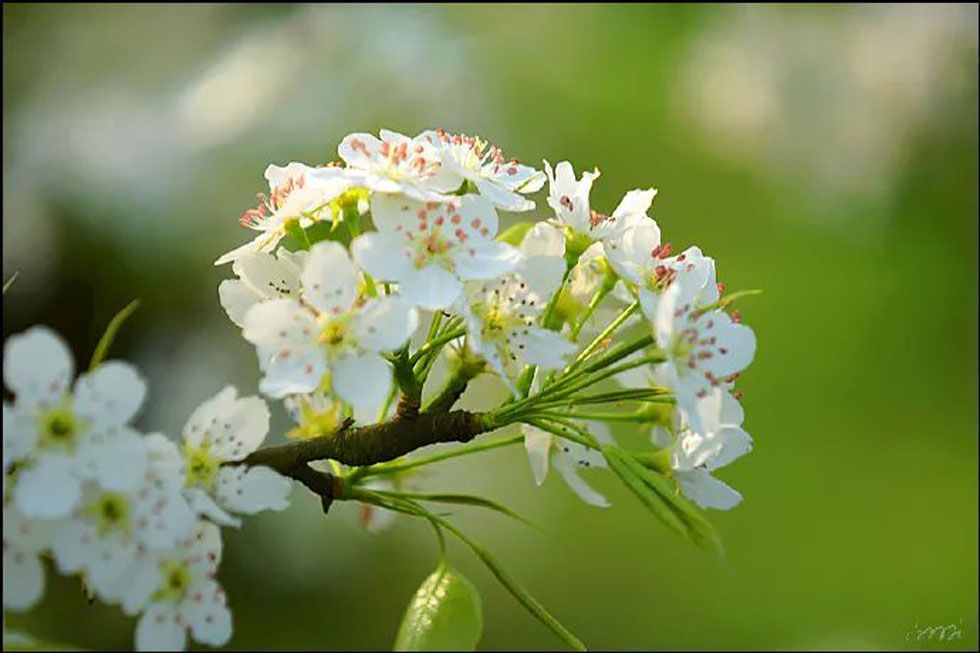 【春天，广西桂林灌阳县向您发出邀请！】我们在灌阳看梨花 - 游山玩水 - 湛江生活社区 - 湛江28生活网 zhanjiang.28life.net
