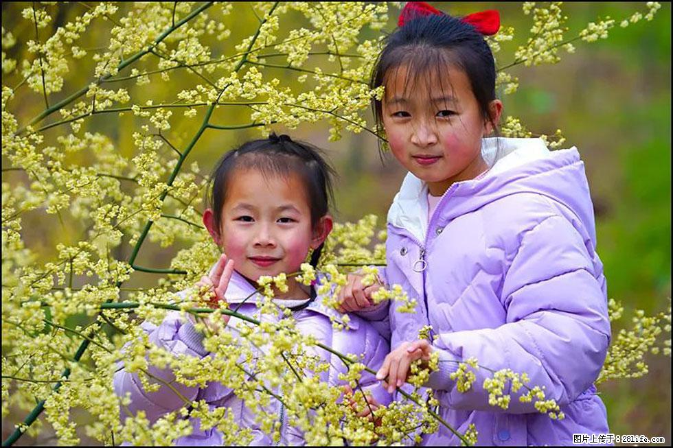 【春天，广西桂林灌阳县向您发出邀请！】米珠山前有片山苍子花在飘香 - 游山玩水 - 湛江生活社区 - 湛江28生活网 zhanjiang.28life.net