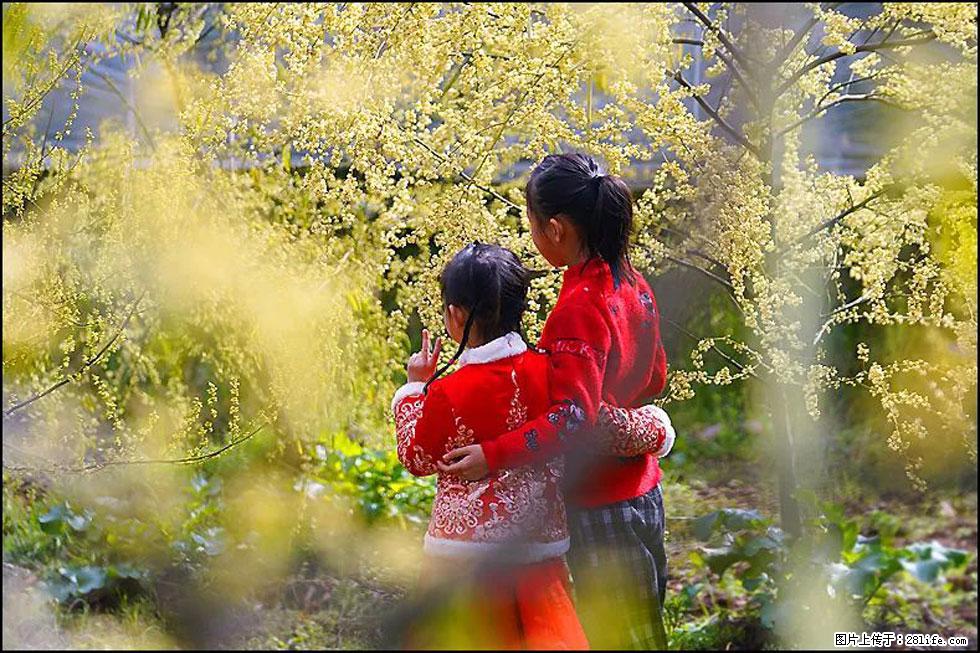 【春天，广西桂林灌阳县向您发出邀请！】米珠山前有片山苍子花在飘香 - 游山玩水 - 湛江生活社区 - 湛江28生活网 zhanjiang.28life.net