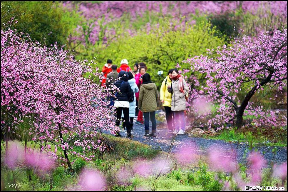 【春天，广西桂林灌阳县向您发出邀请！】官庄村有个醉美的桃花园 - 游山玩水 - 湛江生活社区 - 湛江28生活网 zhanjiang.28life.net