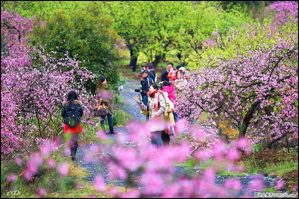 【春天，广西桂林灌阳县向您发出邀请！】官庄村有个醉美的桃花园 - 游山玩水 - 湛江生活社区 - 湛江28生活网 zhanjiang.28life.net