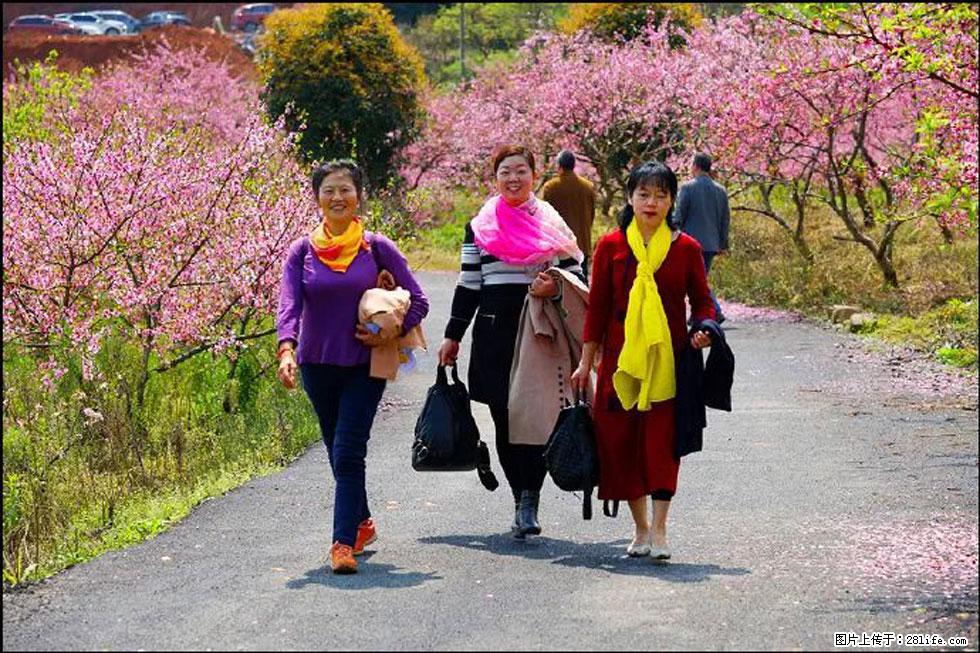 【春天，广西桂林灌阳县向您发出邀请！】官庄村有个醉美的桃花园 - 游山玩水 - 湛江生活社区 - 湛江28生活网 zhanjiang.28life.net