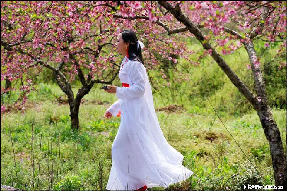 【春天，广西桂林灌阳县向您发出邀请！】官庄村有个醉美的桃花园 - 游山玩水 - 湛江生活社区 - 湛江28生活网 zhanjiang.28life.net