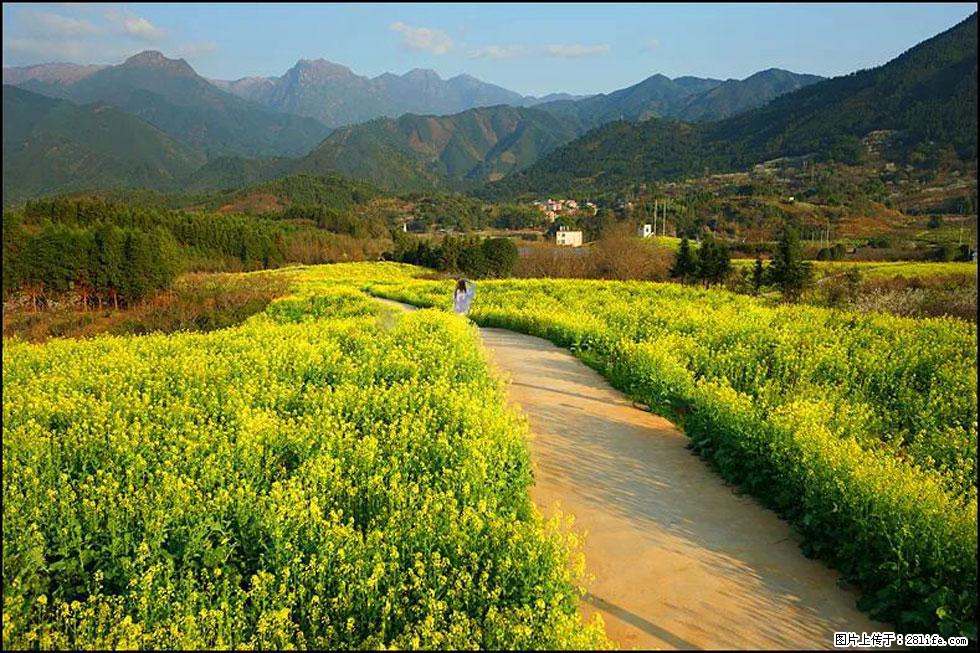 【春天，广西桂林灌阳县向您发出邀请！】长坪村油菜盛情花开 - 游山玩水 - 湛江生活社区 - 湛江28生活网 zhanjiang.28life.net