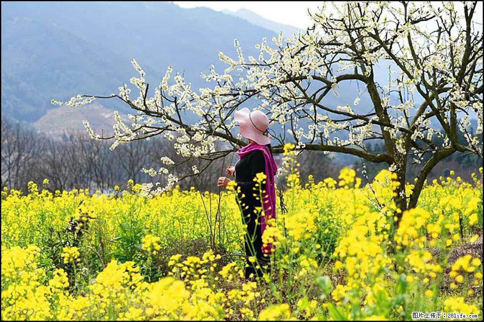 【春天，广西桂林灌阳县向您发出邀请！】长坪村油菜盛情花开 - 游山玩水 - 湛江生活社区 - 湛江28生活网 zhanjiang.28life.net