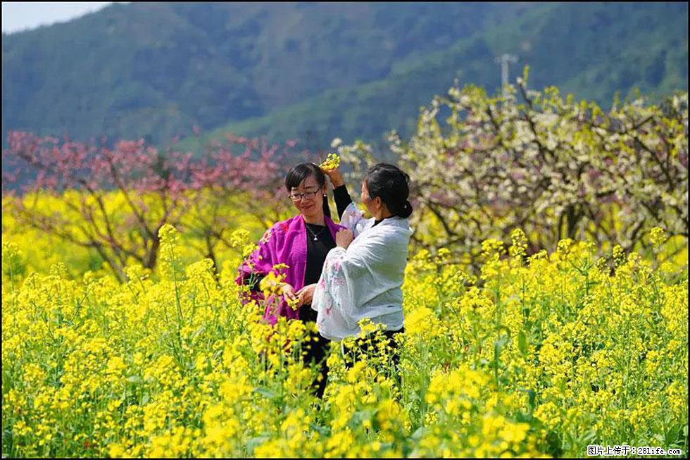 【春天，广西桂林灌阳县向您发出邀请！】长坪村油菜盛情花开 - 游山玩水 - 湛江生活社区 - 湛江28生活网 zhanjiang.28life.net