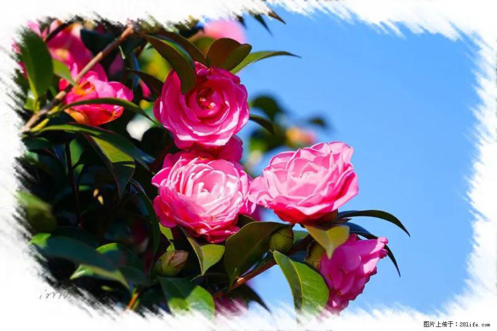 【春天，广西桂林灌阳县向您发出邀请！】杨柳井茶花惹人爱 - 游山玩水 - 湛江生活社区 - 湛江28生活网 zhanjiang.28life.net