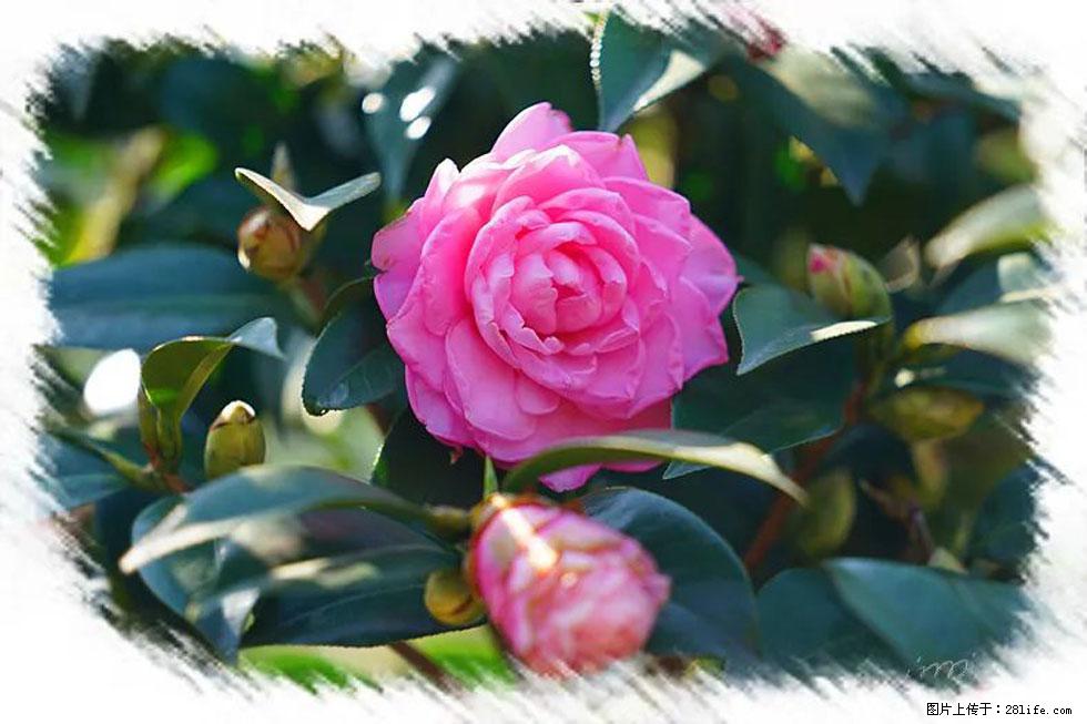 【春天，广西桂林灌阳县向您发出邀请！】杨柳井茶花惹人爱 - 游山玩水 - 湛江生活社区 - 湛江28生活网 zhanjiang.28life.net