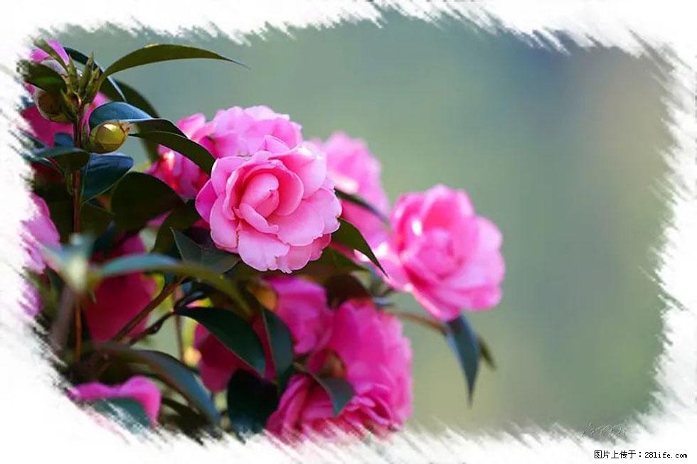【春天，广西桂林灌阳县向您发出邀请！】杨柳井茶花惹人爱 - 游山玩水 - 湛江生活社区 - 湛江28生活网 zhanjiang.28life.net