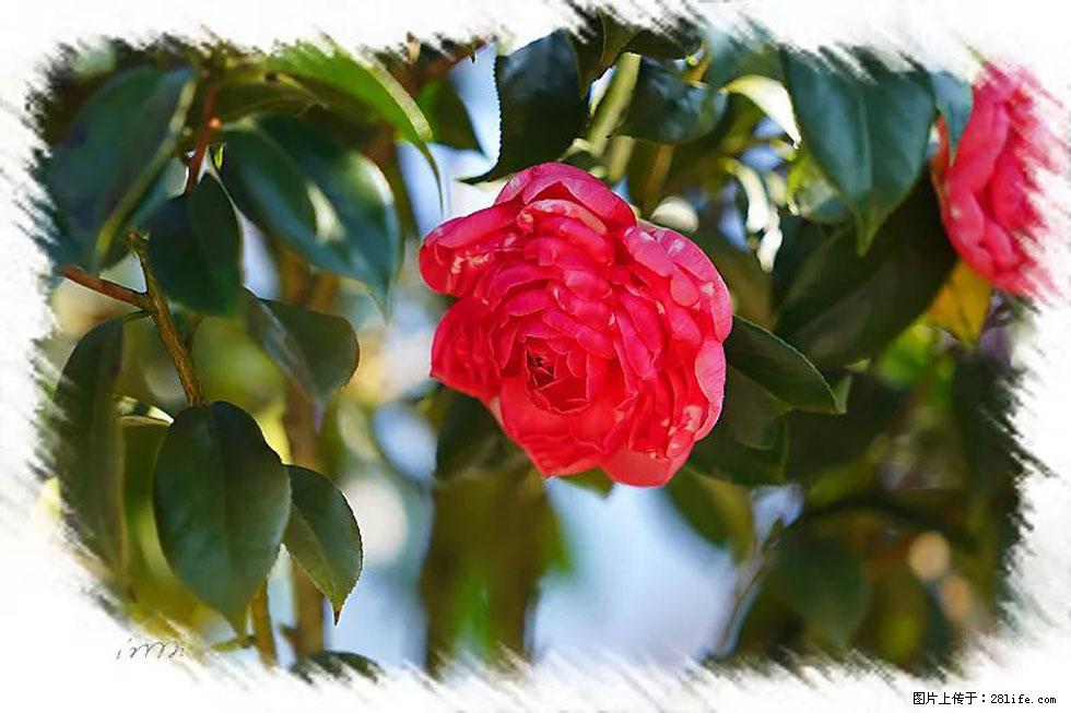 【春天，广西桂林灌阳县向您发出邀请！】杨柳井茶花惹人爱 - 游山玩水 - 湛江生活社区 - 湛江28生活网 zhanjiang.28life.net