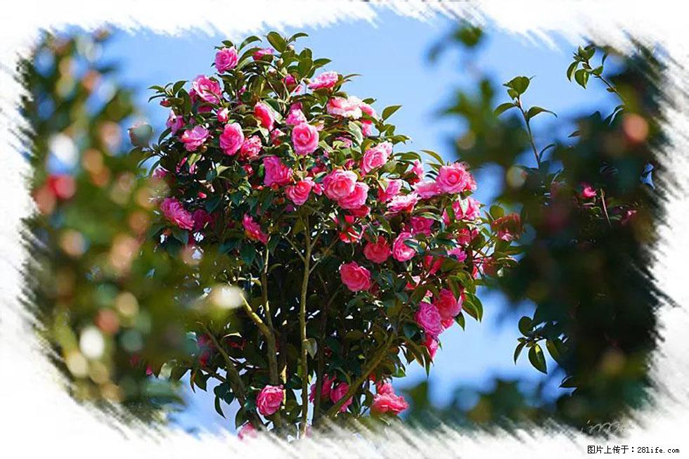 【春天，广西桂林灌阳县向您发出邀请！】杨柳井茶花惹人爱 - 游山玩水 - 湛江生活社区 - 湛江28生活网 zhanjiang.28life.net