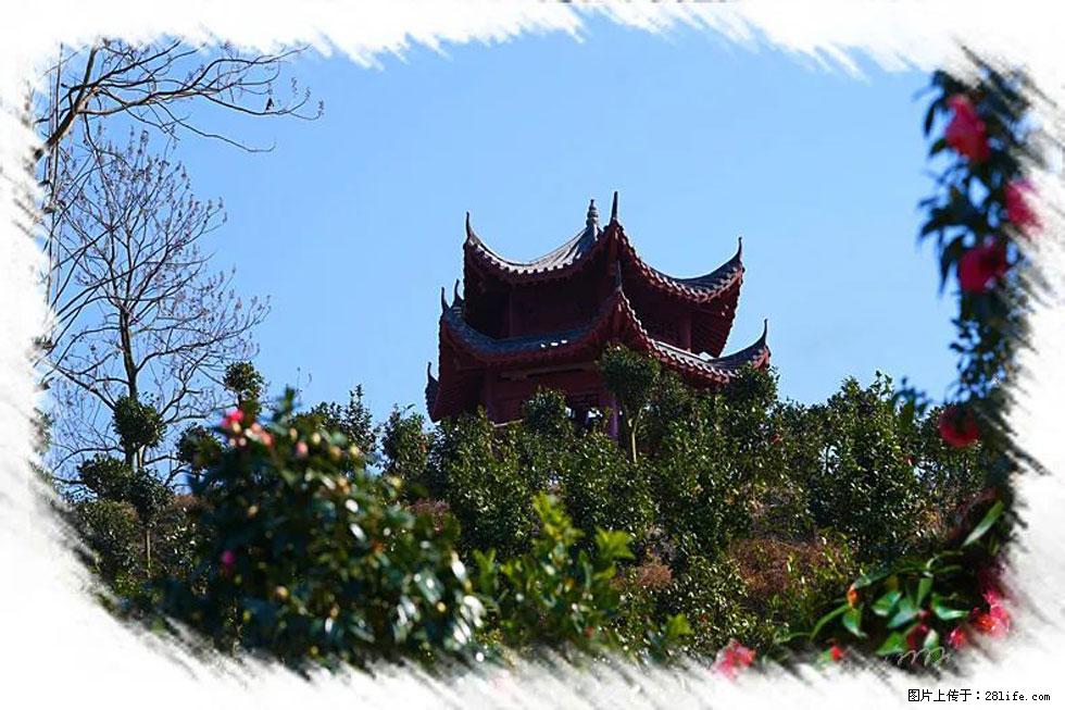 【春天，广西桂林灌阳县向您发出邀请！】杨柳井茶花惹人爱 - 游山玩水 - 湛江生活社区 - 湛江28生活网 zhanjiang.28life.net