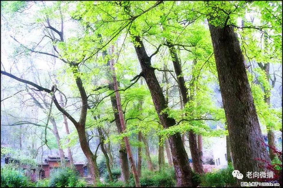 【春天，广西桂林灌阳县向您发出邀请！】在小龙村与春天约会 - 游山玩水 - 湛江生活社区 - 湛江28生活网 zhanjiang.28life.net