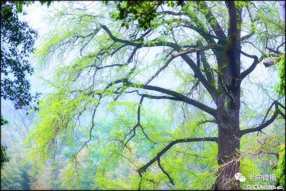 【春天，广西桂林灌阳县向您发出邀请！】在小龙村与春天约会 - 游山玩水 - 湛江生活社区 - 湛江28生活网 zhanjiang.28life.net