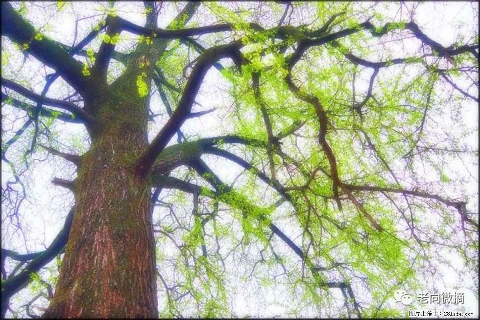 【春天，广西桂林灌阳县向您发出邀请！】在小龙村与春天约会 - 游山玩水 - 湛江生活社区 - 湛江28生活网 zhanjiang.28life.net