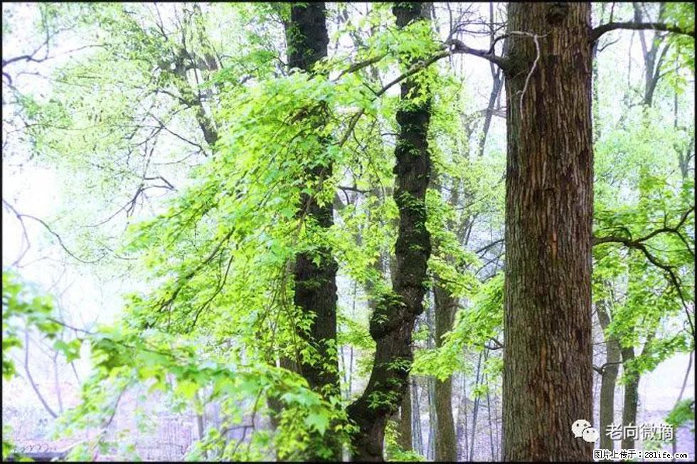 【春天，广西桂林灌阳县向您发出邀请！】在小龙村与春天约会 - 游山玩水 - 湛江生活社区 - 湛江28生活网 zhanjiang.28life.net