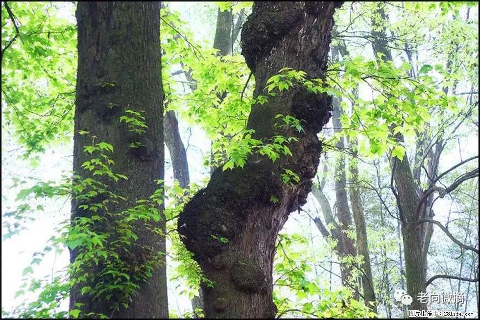 【春天，广西桂林灌阳县向您发出邀请！】在小龙村与春天约会 - 游山玩水 - 湛江生活社区 - 湛江28生活网 zhanjiang.28life.net