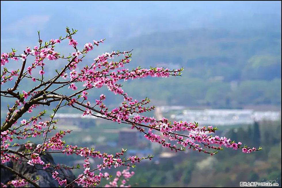 【春天，广西桂林灌阳县向您发出邀请！】望月岭上桃花开 - 游山玩水 - 湛江生活社区 - 湛江28生活网 zhanjiang.28life.net