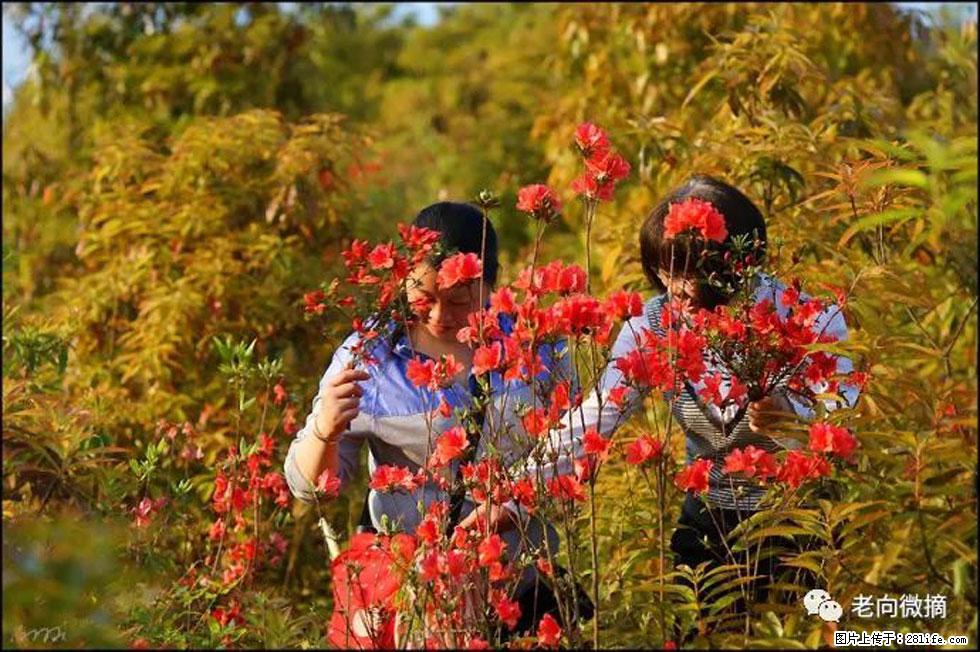 【春天，广西桂林灌阳县向您发出邀请！】登麒麟山，相约映山红 - 游山玩水 - 湛江生活社区 - 湛江28生活网 zhanjiang.28life.net