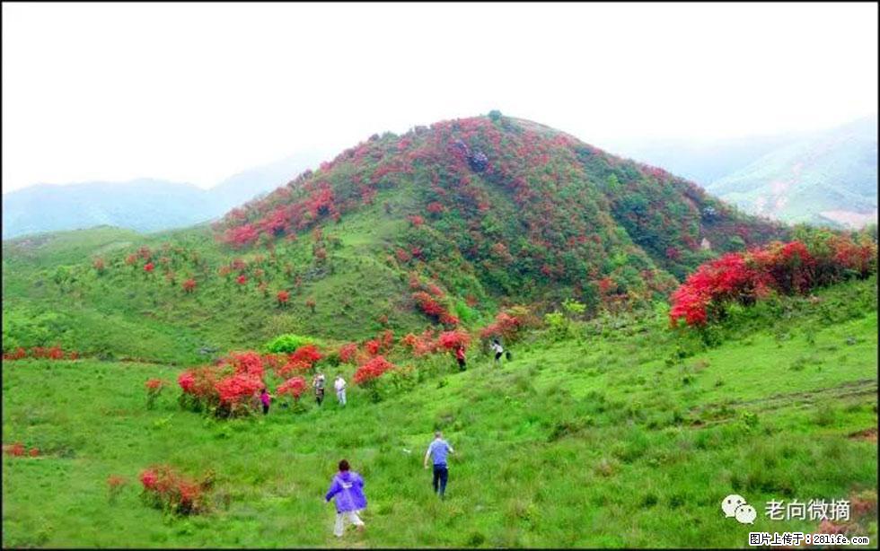 【春天，广西桂林灌阳县向您发出邀请！】宝盖山上映山红 - 游山玩水 - 湛江生活社区 - 湛江28生活网 zhanjiang.28life.net
