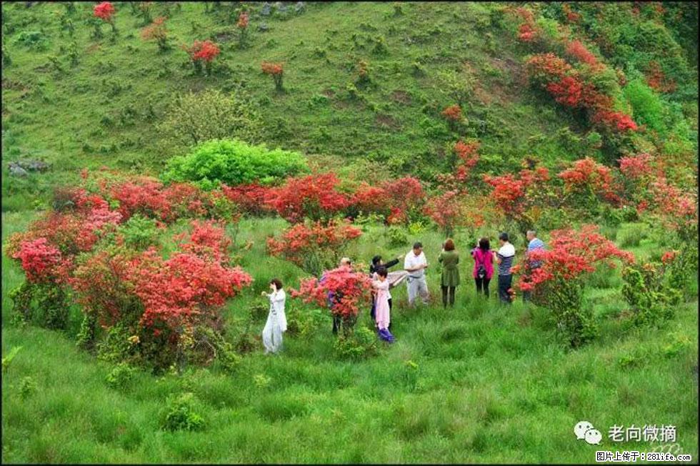 【春天，广西桂林灌阳县向您发出邀请！】宝盖山上映山红 - 游山玩水 - 湛江生活社区 - 湛江28生活网 zhanjiang.28life.net