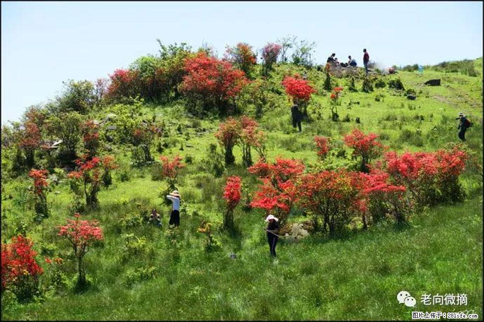 【春天，广西桂林灌阳县向您发出邀请！】宝盖山上映山红 - 游山玩水 - 湛江生活社区 - 湛江28生活网 zhanjiang.28life.net