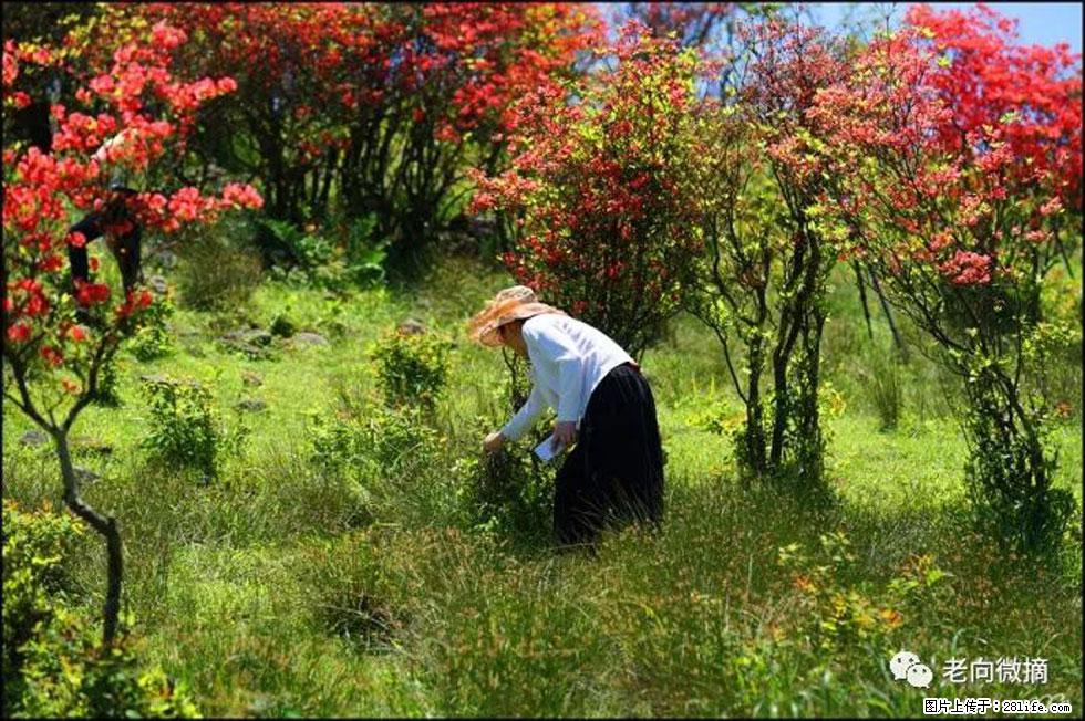 【春天，广西桂林灌阳县向您发出邀请！】宝盖山上映山红 - 游山玩水 - 湛江生活社区 - 湛江28生活网 zhanjiang.28life.net