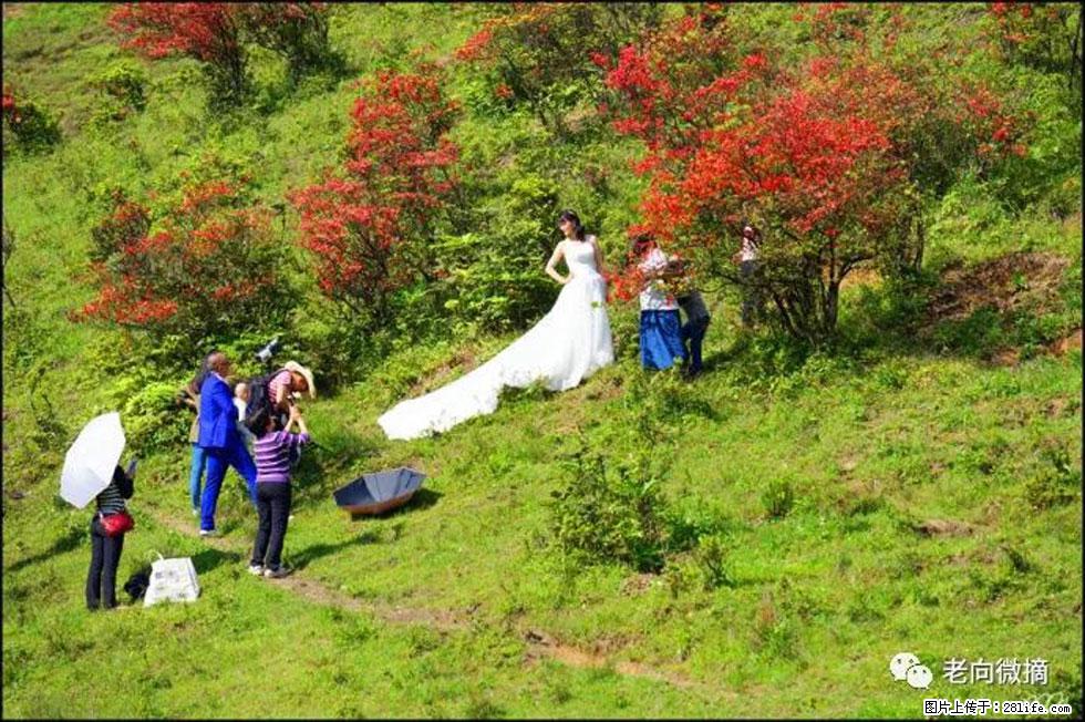 【春天，广西桂林灌阳县向您发出邀请！】宝盖山上映山红 - 游山玩水 - 湛江生活社区 - 湛江28生活网 zhanjiang.28life.net