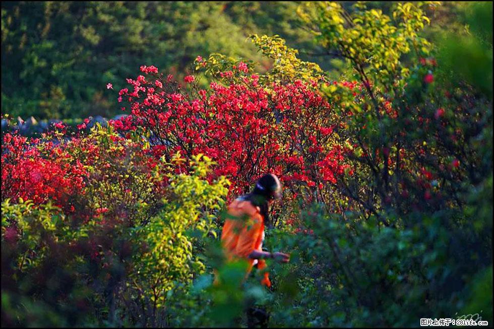 【春天，广西桂林灌阳县向您发出邀请！】春木界上映山红 - 游山玩水 - 湛江生活社区 - 湛江28生活网 zhanjiang.28life.net
