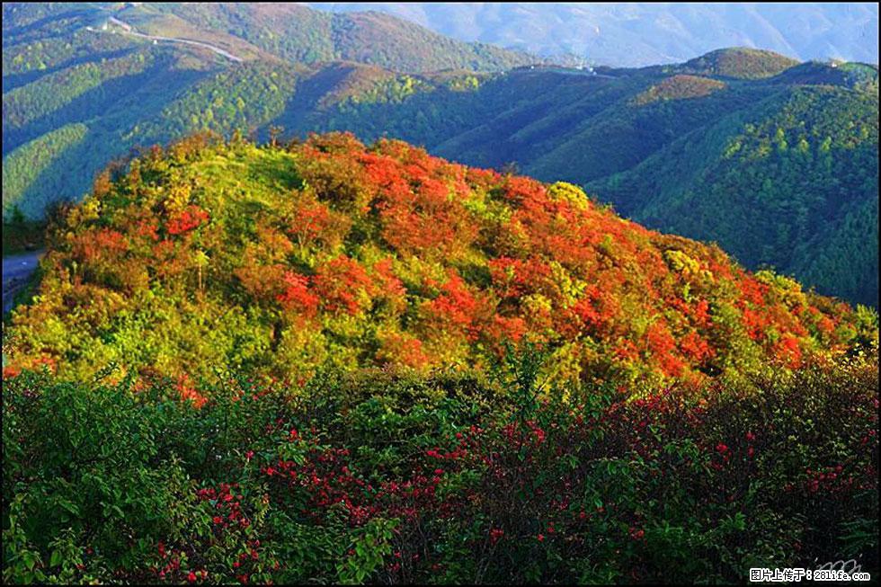【春天，广西桂林灌阳县向您发出邀请！】春木界上映山红 - 游山玩水 - 湛江生活社区 - 湛江28生活网 zhanjiang.28life.net