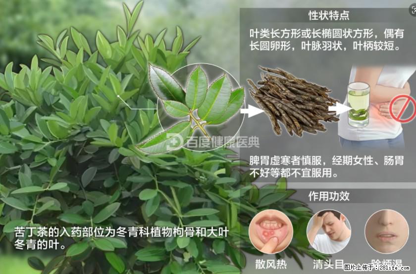 苦丁茶有哪些功效和作用 - 生活百科 - 湛江生活社区 - 湛江28生活网 zhanjiang.28life.net