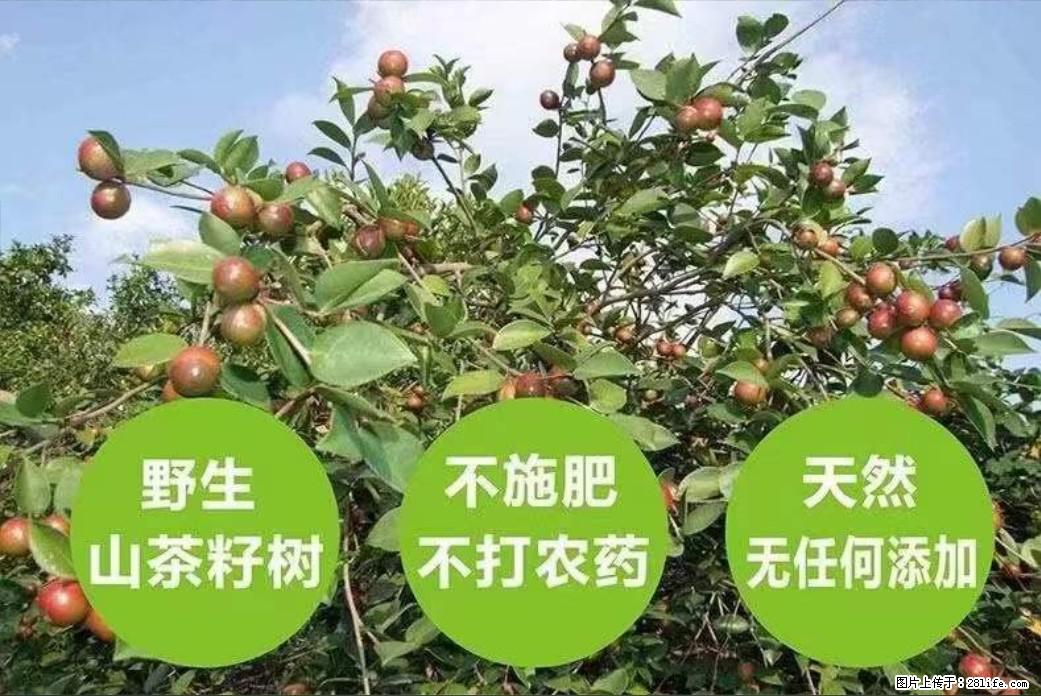 【灌阳县油茶产业示范区】一个有着充实的精神生活的人，对待身外之物自会有一种淡泊的态度 - 土特产 - 饮食特产 - 湛江分类信息 - 湛江28生活网 zhanjiang.28life.net