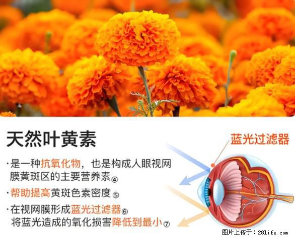 叶黄素有什么功效和作用 - 生活百科 - 湛江生活社区 - 湛江28生活网 zhanjiang.28life.net