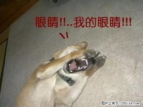 笑癫了！一女的怀孕三年未生，他终于忍不住了... - 娱乐八卦 - 湛江生活社区 - 湛江28生活网 zhanjiang.28life.net