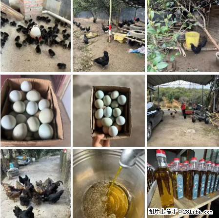 油茶园从小鸡仔开始养起的纯土鸡、土鸡蛋可以预定啦！还有前几天刚榨的纯山茶油哦 - 土特产 - 饮食特产 - 湛江分类信息 - 湛江28生活网 zhanjiang.28life.net