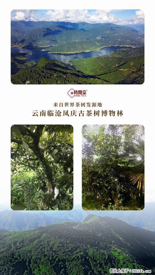 时间果百年古树2025年春红茶 - 购物交流 - 湛江生活社区 - 湛江28生活网 zhanjiang.28life.net
