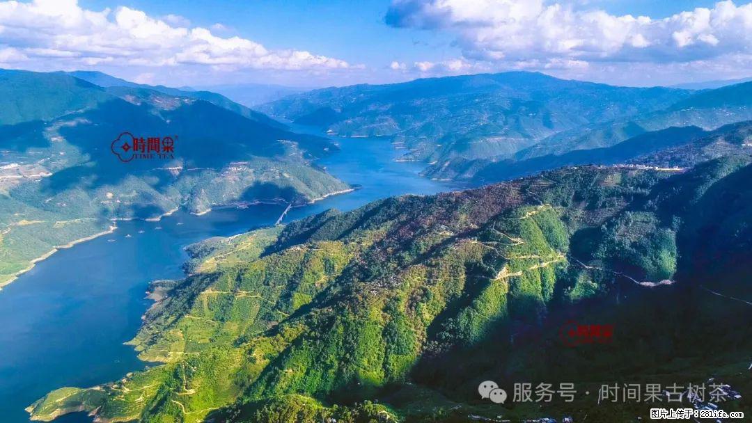 时间果百年古树龙珠普洱生茶 - 购物交流 - 湛江生活社区 - 湛江28生活网 zhanjiang.28life.net