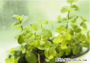 晕车、脚气、牙齿变黄、皮肤粗糙？学会这些三分钟搞定！ - 湛江生活资讯 - 湛江28生活网 zhanjiang.28life.net