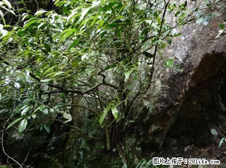 平乐石崖茶,珍贵仅次于金花茶 - 湛江生活资讯 - 湛江28生活网 zhanjiang.28life.net