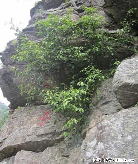 平乐石崖茶,珍贵仅次于金花茶 - 湛江生活资讯 - 湛江28生活网 zhanjiang.28life.net