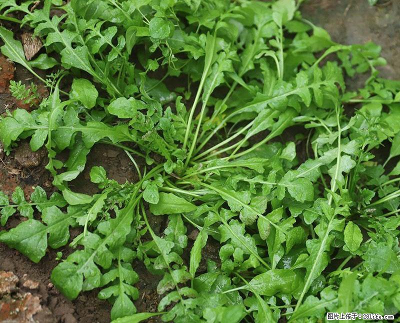 这些蔬菜是“天然钙片”，这6种被医生重点推荐 - 湛江生活资讯 - 湛江28生活网 zhanjiang.28life.net