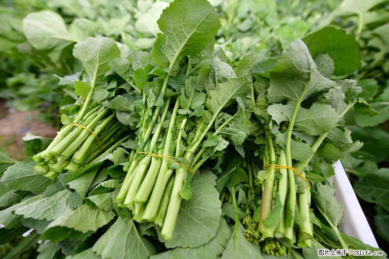这些蔬菜是“天然钙片”，这6种被医生重点推荐 - 湛江生活资讯 - 湛江28生活网 zhanjiang.28life.net